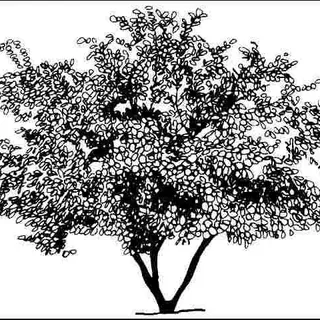thumbnail for publication: Halesia monticola 'Rosea': 'Rosea' Mountain Silverbell